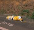 Así encontraron el cuerpo embolsado de esta madrugada en la autopista Norte, en Girardota. FOTO: CORTESÍA