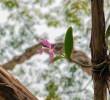 Las orquídeas instaladas en los árboles del Centro de Medellín son nativas y varias han estado en riesgo de extinción. FOTO: CORTESÍA ALCALDÍA DE MEDELLÍN