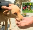 Mona fue llevada a La Perla, allí tendrá comida y un lugar menos inseguro. FOTO: CORTESÍA TELEANTIOQUIA