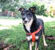Este es uno de los perritos geriátricos del refugio La Perla, que busca un nuevo hogar. FOTO: Cortesía