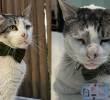 La embajada comparte en redes sociales la rutina del felino para sus seguidores. FOTO: REDES SOCIALES