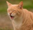 ¿Qué es el calicivirus felino y cómo proteger a tu gato?