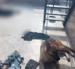 El pastor alemán y el rottweiler estaban en el mismo sitio, pero este último fue encontrado muerto. FOTO Cortesía Policía