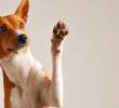 ¿Cómo elegir el nombre ideal para tu mascota?