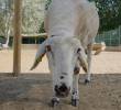 Gaia ya tiene 13 meses. Su año de vida equivale, aproximadamente, a diez años en un ser humano. FOTO: Cortesía Fundación La Caixa