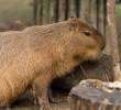 Los capibara son mamíferos originarios de América del Sur. En Colombia se les conoce con el nombre de chigüiros. FOTO: Getty
