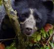 El oso andino o de anteojos (<i>Tremarctos ornatus</i>) en un documental que emitió Señal Colombia. Foto: Pixabay.