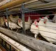 El departamento del Valle del Cauca es el primer productor de huevo y el tercer productor de pollo en Colombia. FOTO: Fenavi.