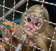 La condición de los pequeños monos es delicada. Se encuentran bajo observación para determinar a fondo los daños que sufrieron. FOTO: CORTESÍA AMVA