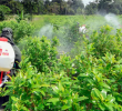 El inicio de las operaciones de aspersión terrestre con glifosato está programado para este mes en Argelia, Cauca. FOTO: AFP