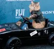 Tonic, el gato de la película “Atrapado Robando”