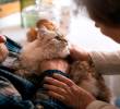 Cómo cuidar un gato mayor: guía para una vejez feliz