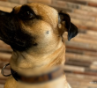 Según la Fiscalía, Edgar Alexander Montañez sometió de manera reiterada al perro, Lucas a golpes y otras conductas violentas que le ocasionaron lesiones, sufrimiento y afectaciones acreditadas mediante peritajes veterinarios. Entre las razones de la agresión está la de vengarse se su pareja sentimental. Foto Cortesía