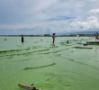 El mar de Turbo, en el golfo de Urabá, amaneció este fin de semana con un color verde que sorprendió a habitantes y turistas. FOTO: Cortesía Facebook Puerto Stereo