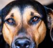 ¿Por qué los perros no pueden comer alimentos con sal?