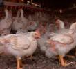 El Servicio Veterinario Oficial de Brasil confirmó un foco de Influenza Aviar de Alta Patogenicidad en una explotación de aves reproductoras en Rio Grande do Sul. FOTO cortesía ICA