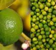 Con este crecimiento sostenido, el limón Tahití se consolida como una de las apuestas clave del agro colombiano, junto con otras frutas como el aguacate hass y la gulupa. FOTO: Analdex.