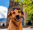 Así luce Turbiño, el perro protagonista de la primera serie vertical con IA creada por Teleantioquia. FOTO Cortesía