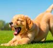 Estiramientos para perros: beneficios y cómo hacerlo