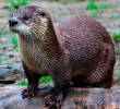 La nutria neotropical está en estado vulnerable en Colombia por la fragmentación de sus ecosistemas. FOTO: CORTESÍA