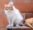 ¿Cómo se comunican los gatos entre ellos?