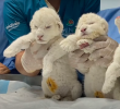 Los tres leones blancos nacieron en el zoológico Las Delicias en Maracay, estado Aragua, Venezuela. Foto cortesía.