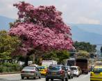 Medellín y Bello son los municipios con del Aburrá con mayor cantidad de guayacanes sembrados. FOTOS: MANUEL SALDARRIAGA
