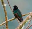 Este es el colibrí sietecolores, una de las especies que filmó el equipo de <i>60 Minutes</i>. FOTO: Captura de pantalla 60 Minutes.