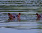 La pareja de hipopótamos gozará de un nuevo hábitat en el Bioparque de Pereira. FOTO: JUAN ANTONIO SÁNCHEZ