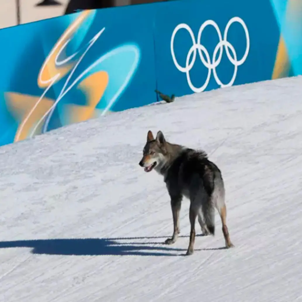 El animal, tras entrar a la pista, se colocó detrás de dos deportistas corrió varios metros como si también fuera parte de la prueba.