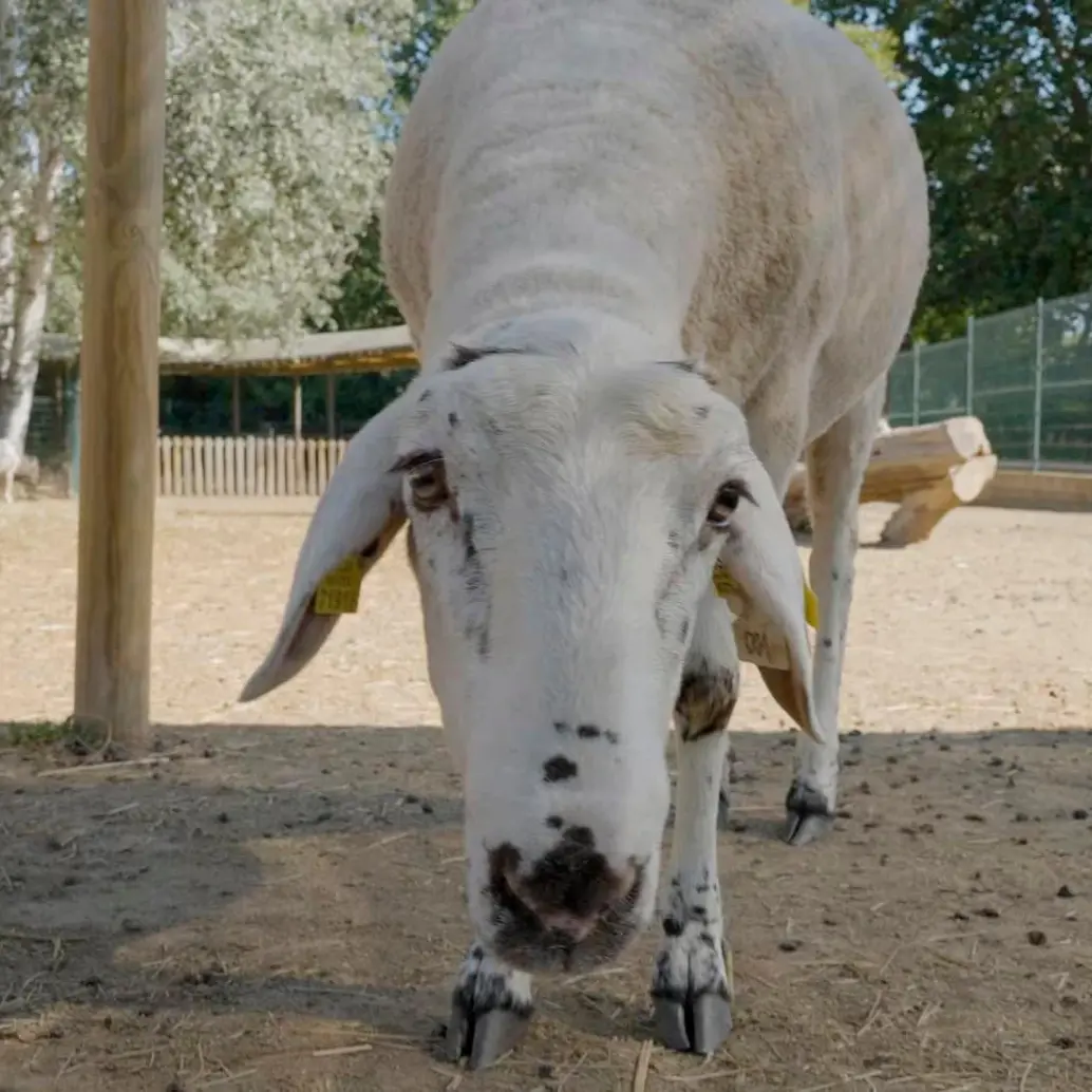 Gaia ya tiene 13 meses. Su año de vida equivale, aproximadamente, a diez años en un ser humano. FOTO: Cortesía Fundación La Caixa