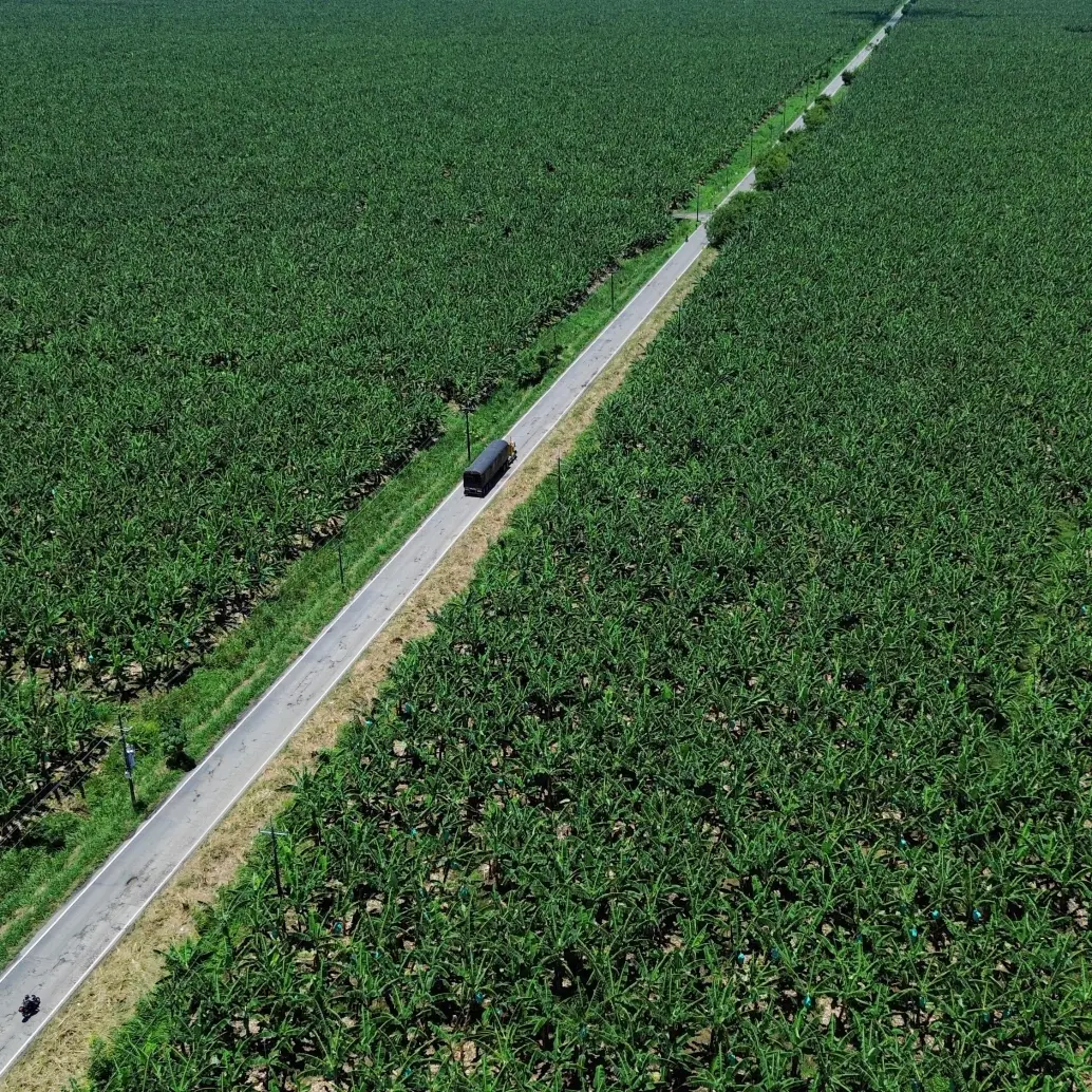 Las enormes plantaciones de banano colonizan el paisaje en los municipios del Urabá antioqueño. FOTO: MANUEL SALDARRIAGA