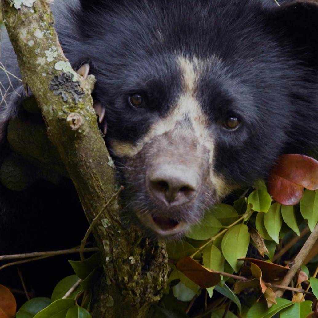 El oso andino o de anteojos (<i>Tremarctos ornatus</i>) en un documental que emitió Señal Colombia. Foto: Pixabay.