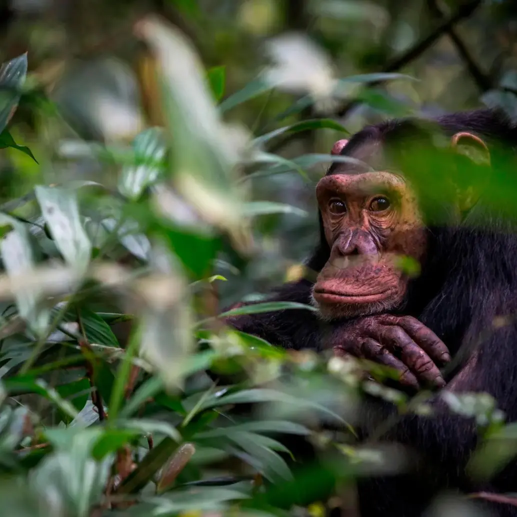La cercanía genética entre los humanos y los chimpancés han hecho que estos últimos sean motivo de curiosidad de los científicos. Foto: Getty.