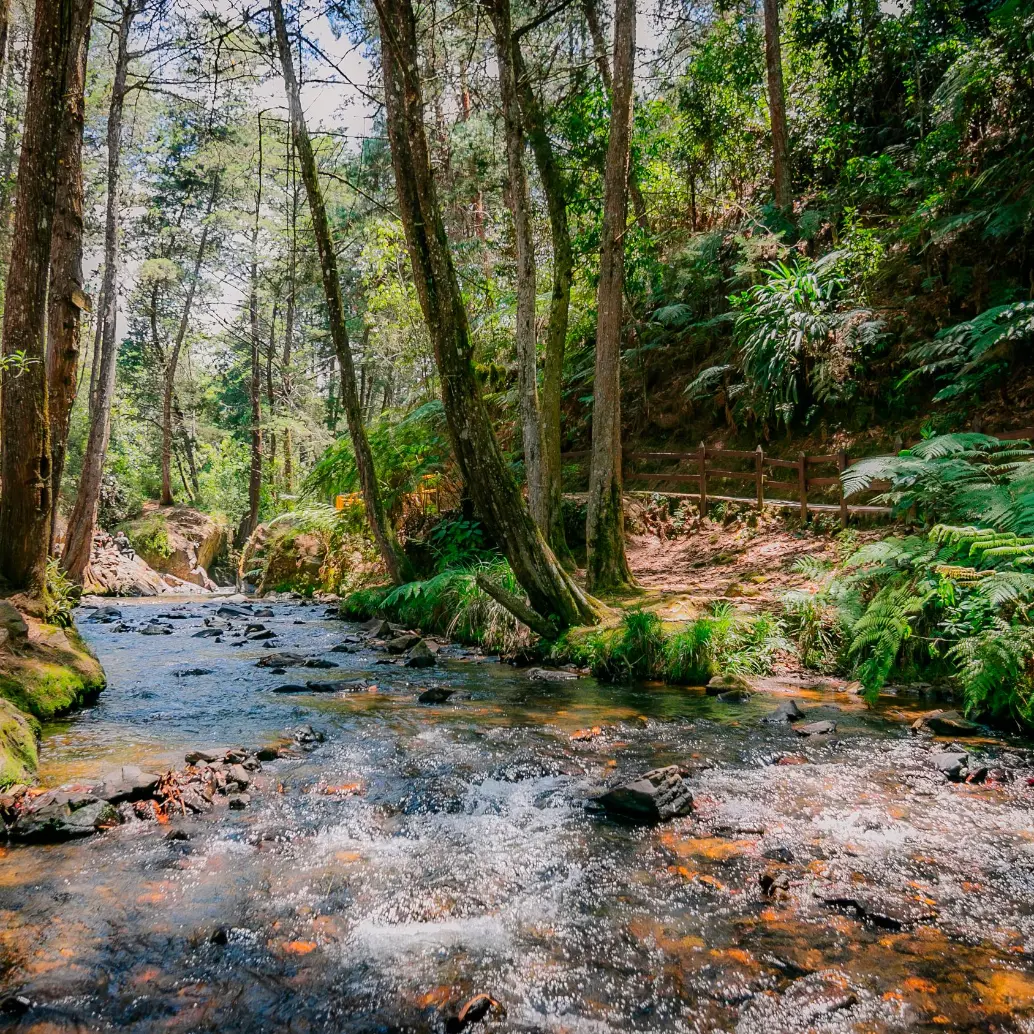 El parque Arví es una reserva forestal con una extensión de 1.761 hectáreas. Foto: cortesía Parque Arví.