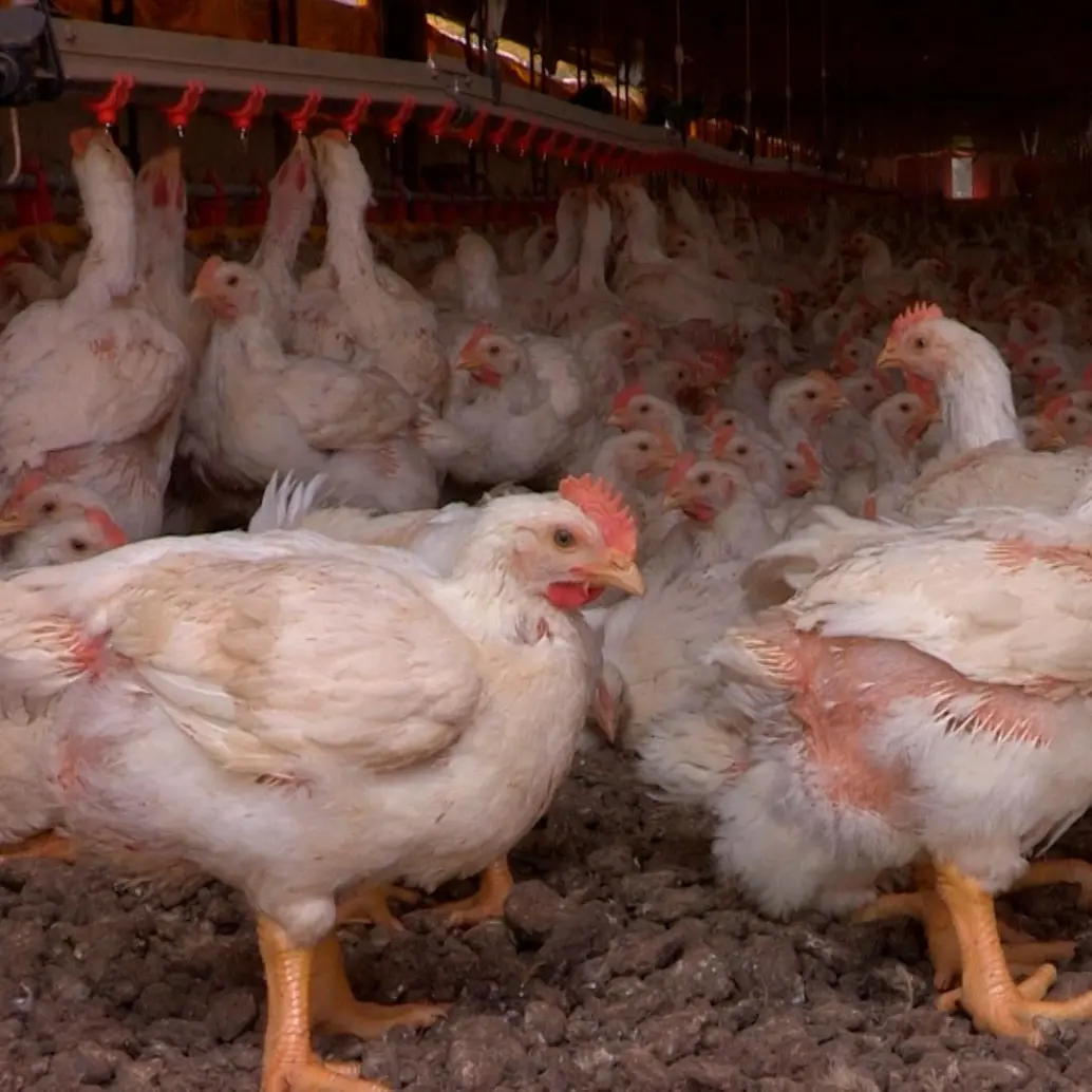 El Servicio Veterinario Oficial de Brasil confirmó un foco de Influenza Aviar de Alta Patogenicidad en una explotación de aves reproductoras en Rio Grande do Sul. FOTO cortesía ICA