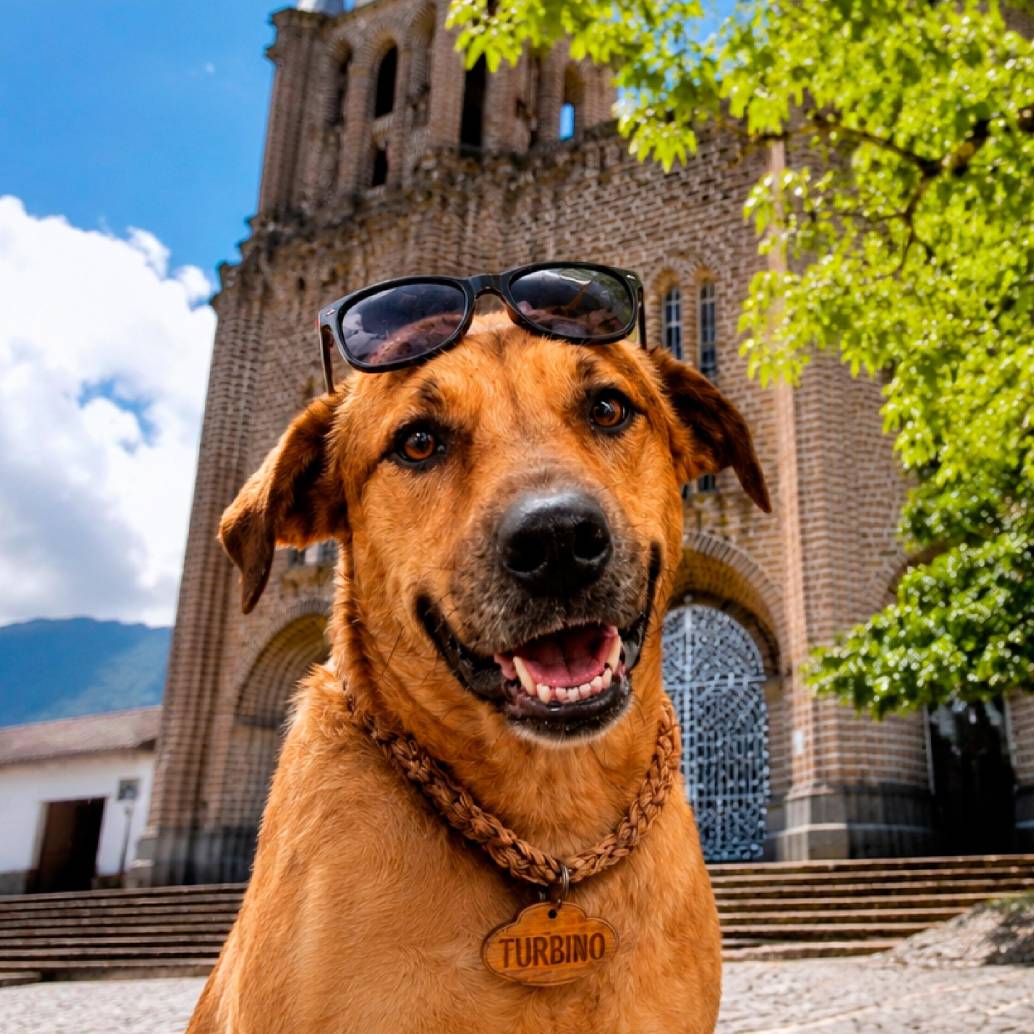 Así luce Turbiño, el perro protagonista de la primera serie vertical con IA creada por Teleantioquia. FOTO Cortesía