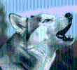 Conoce a Max, el husky siberiano que “habla” español e inglés