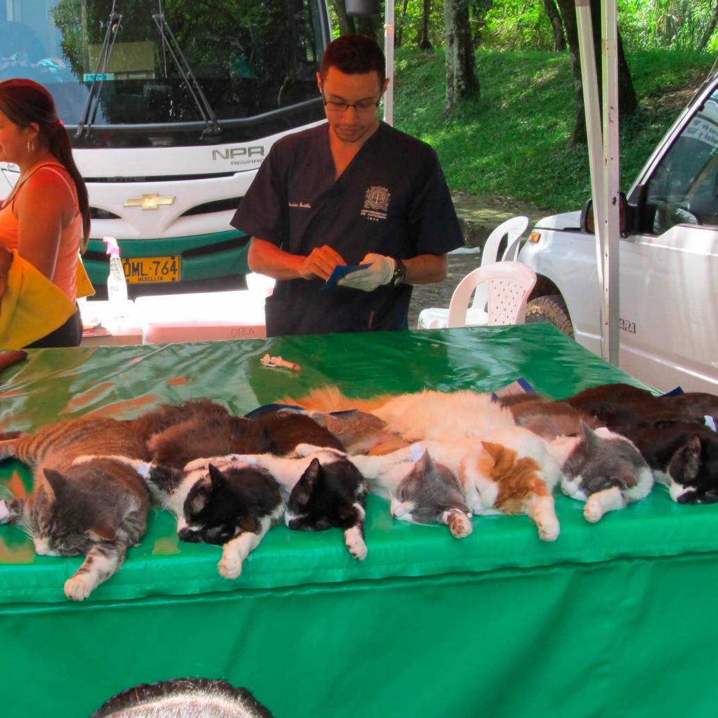 Esterlizar a los animales de compañía es un acto de amor y responsabilidad por parte de sus familias a cargo. FOTO: EL COLOMBIANO