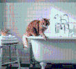 ¿Tu gato te sigue al baño? Te contamos por qué lo hace