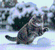 ¡En video! Gatos en la nieve: más aventureros de lo que imaginas