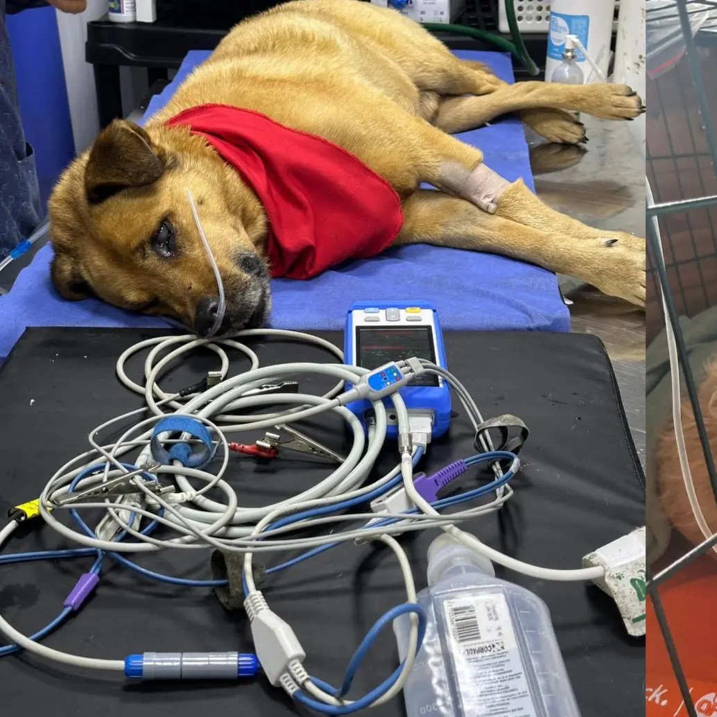 La fundación denunció que tan solo en febrero cuatro animales han sido envenenados. FOTO: Cortesía Fundación Familia Peluche