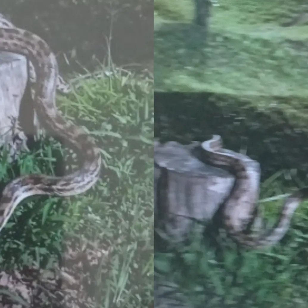 El reporte surgió inicialmente a través de redes sociales y del testimonio de un vigilante que aseguró haber visto al animal en la zona. FOTO: Cortesía