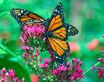 La mariposa moncarca es una de las especies más conocidas y “en peligro”. FOTO Jaime Pérez