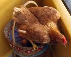 Investigadores de las universidades Warwick y Sheffield aseguran tener la respuesta a la gran incógnita acerca de la historia de la gallina. Foto: Archivo EC