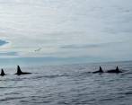 Las orcas están entre las principales depredadoras del reino marino y conviven en manadas. FOTO: TOMADA DE TWITTER (@CAndvik).
