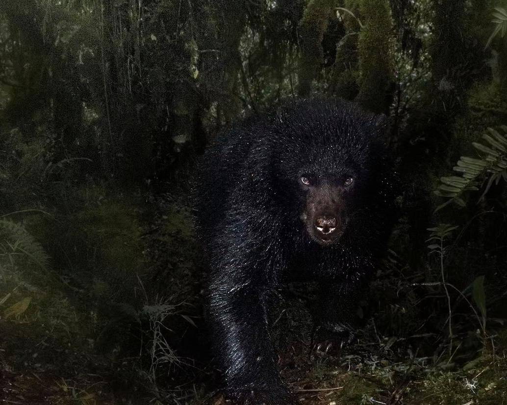 <i>Saliendo de la oscuridad</i>, la imagen del oso andino captada por Santiago J. Monroy García en la Reserva Natural Ecopalacio, fue destacada por el Museo de Historia Natural de Londres entre las mejores del certamen <i>Wildlife Photographer of the Year 2025</i>. FOTO cortesía Santiago J. Monroy García