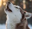 Los 5 ladridos más curiosos del mundo perruno