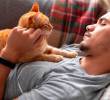 Seis características para identificar a un amante de los gatos
