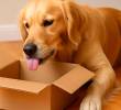 Cinco juguetes caseros para tu perro ¡Así los puedes fabricar!